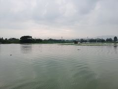 -江门古劳水乡旅游区
