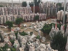 -龙大花卉苗木市场