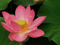 -莲池书院博物馆