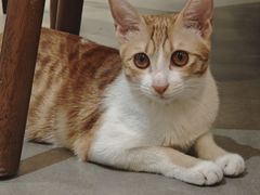 -初甜·舒芙蕾·韩式雪花冰(流塘店)