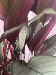 -德绣·机器野生眉发际线·美瞳线半永久
