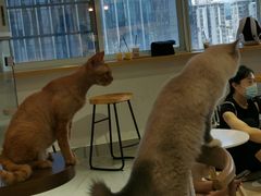 -Heymao猫咖.咖啡厅(东门店)