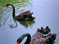 -长白岛森林公园