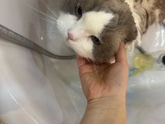 -momokira米努特·德文卷毛猫·棉花面纱犬