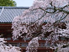 -醍醐寺