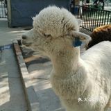 让我们一去看可爱的小动物