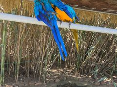 -西霞口神雕山野生动物世界