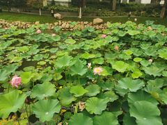 -苏州香山国际大酒店