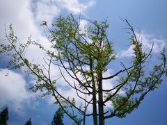-武陵山森林公园