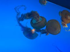 -太平洋海底世界