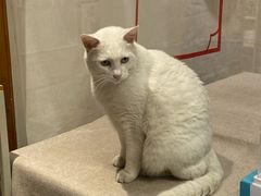 -猫的天空之城概念书店(苏州平江店)