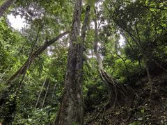 -西双版纳原始森林公园