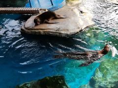 -海合安武汉极地海洋公园