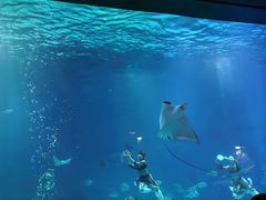 -烟台海昌鲸鲨海洋公园