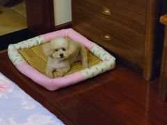 -宠颐生斯嘉宠物医院·急重症·心内科(谷阳北路分院)