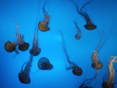 -太平洋海底世界