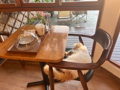 -有猫主题·治愈系猫咖(曾厝垵店)