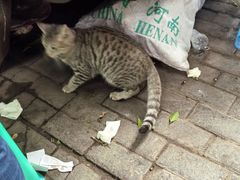 -十八梯眼镜面(五红路店)