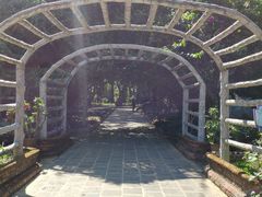 -瑞丽独树成林风景区