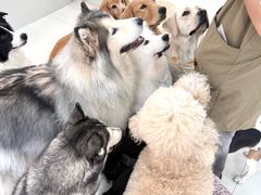 -汪说·狗咖·拼豆·宠物周边DIY(旺城大厦店)