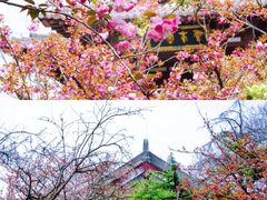 -西安青龙寺遗址景区