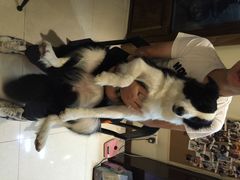 iphone_upload_pic-Oh My Dog宠物沙龙(伊珊娜皮毛护理店)