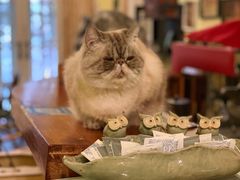 -猫色咖啡·猫咖
