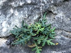 -苍山感通索道