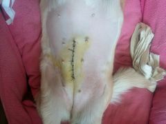 -瑞派福兴宠物医院犬猫全科·骨科·中西医结合(河东店)