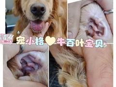 -宠小格时尚宠物生活馆(唐镇店)