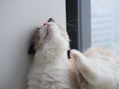 -猫腻·猫咖·撸猫馆(星光大道店)