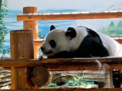 -西霞口神雕山野生动物世界
