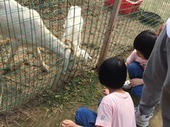 -上海崇明金茂凯悦酒店