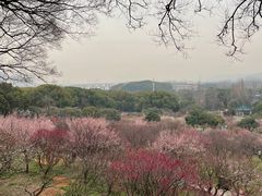 -无锡梅园公园