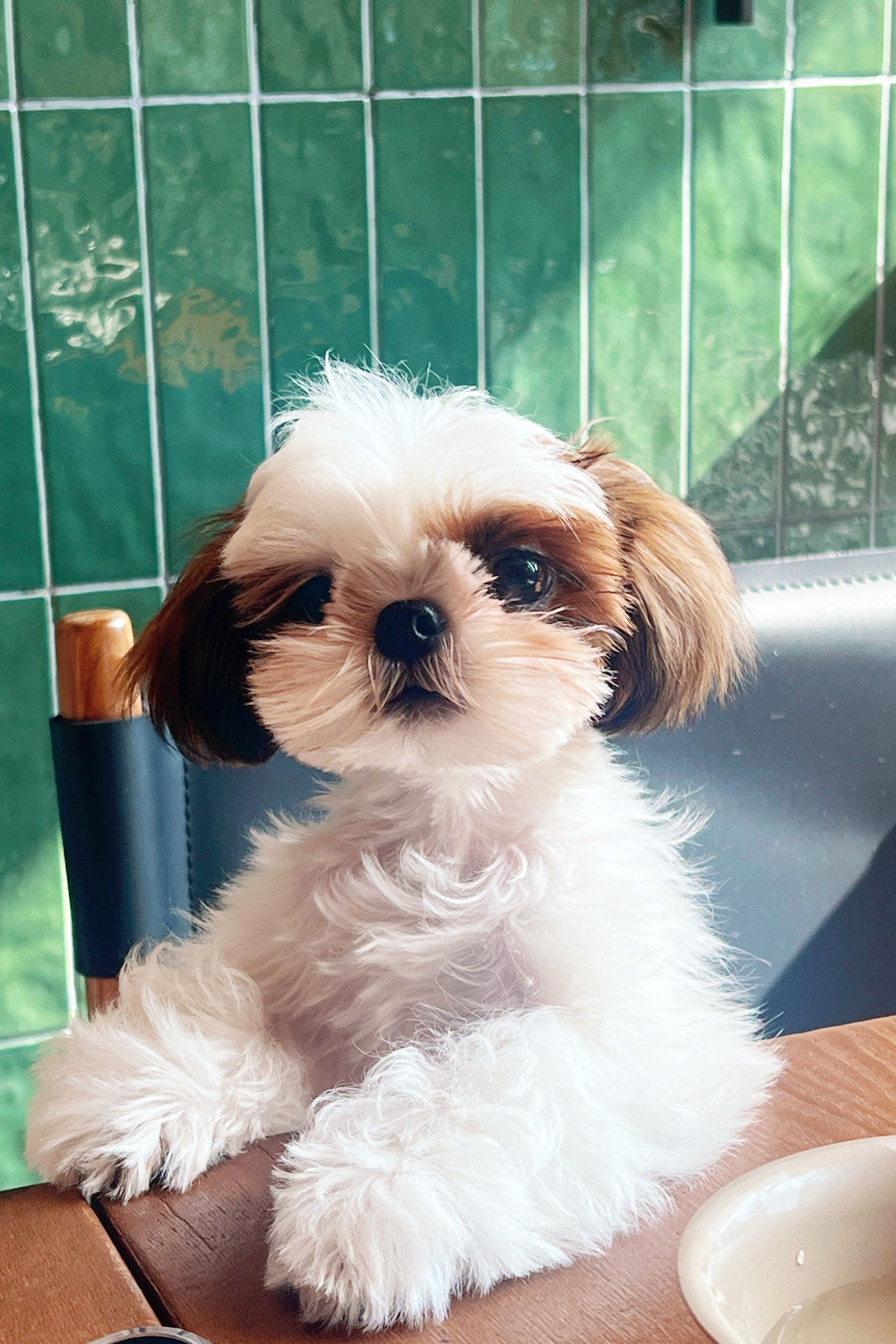 我家萌宠的新造型