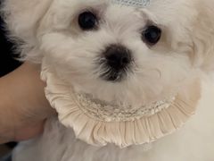 -天使宠物医院·犬猫分诊(彩虹店)