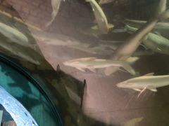 -东方巨龟苑景区