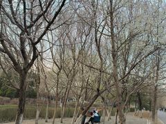 -长白岛森林公园