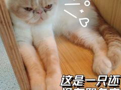 -Promise 国风宠物空间(上邦百汇城店)