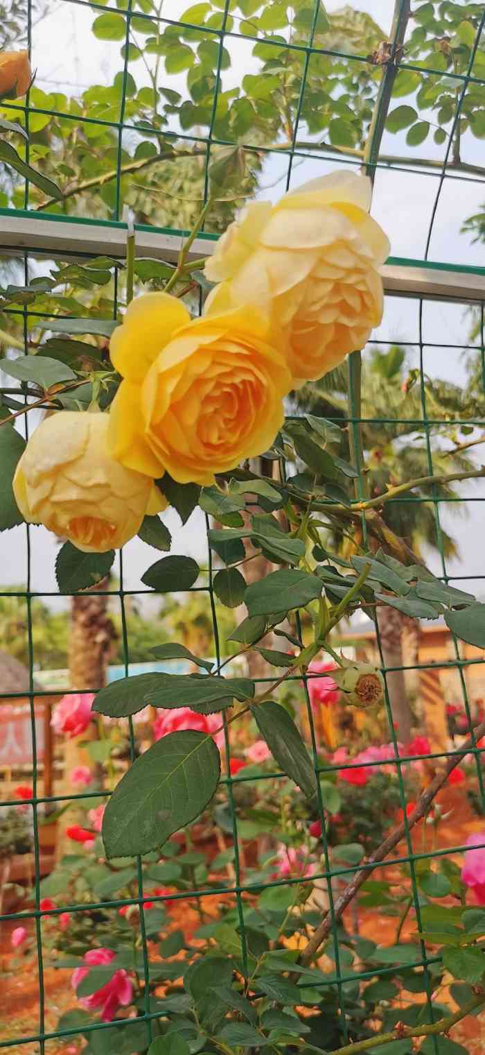 弥勒万花谷玫瑰庄园图片