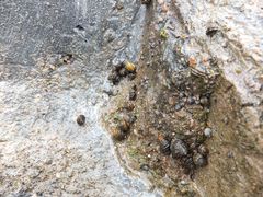 栈桥上的海蜗牛-青岛第二海水浴场