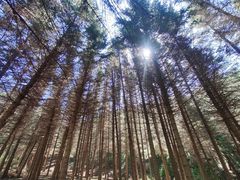 -塞罕坝国家级自然保护区