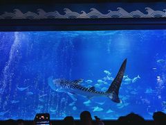 -烟台海昌鲸鲨海洋公园