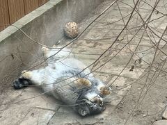 -青藏高原野生动物园