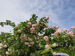 -都江堰玫瑰花溪谷