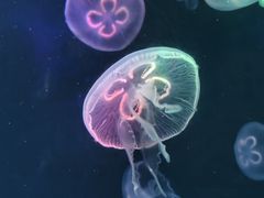 -海合安成都极地海洋公园