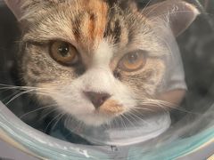 -创凡宠物医院·骨专科  猫科中心(西乡分院)
