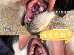 -凯瑞希宠物医院·狂犬免疫·微创·皮肤科