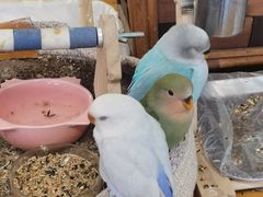 -吉丁鸟咖·异宠·寄养