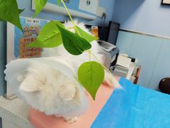 -纳吉亚猫专科动物诊疗中心(蒋宅口分院)